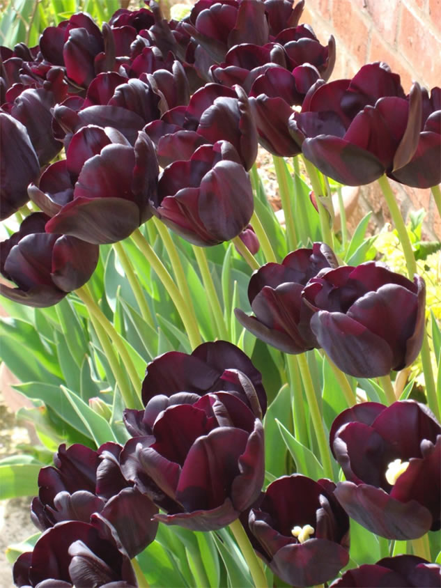 red tulips