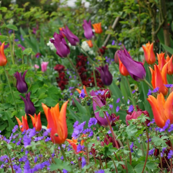 Tulips bouquet by Noble Garden