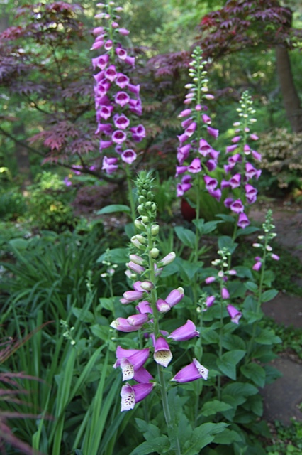 A dry summer in Pauline's garden in California - Fine Gardening