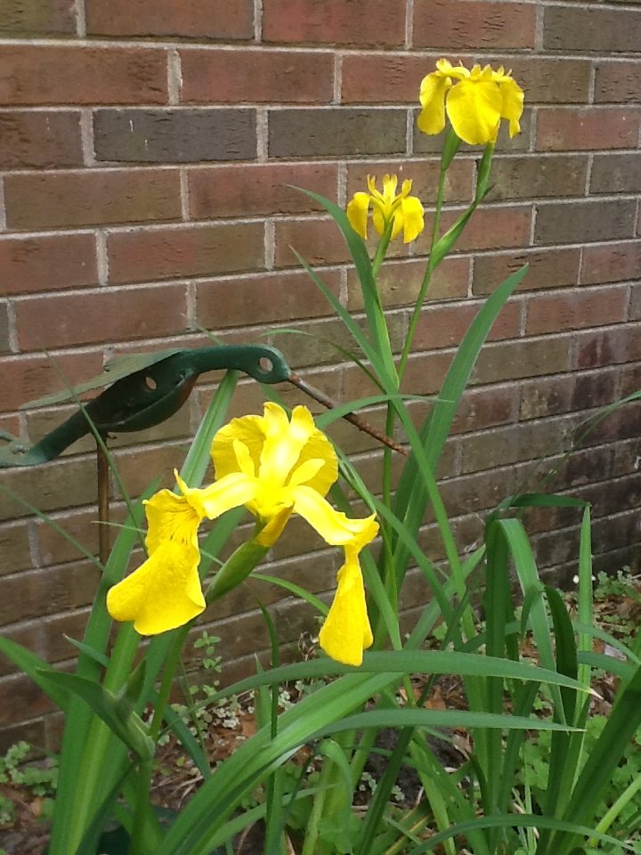 Linda's Coastal North Carolina Garden - Fine Gardening