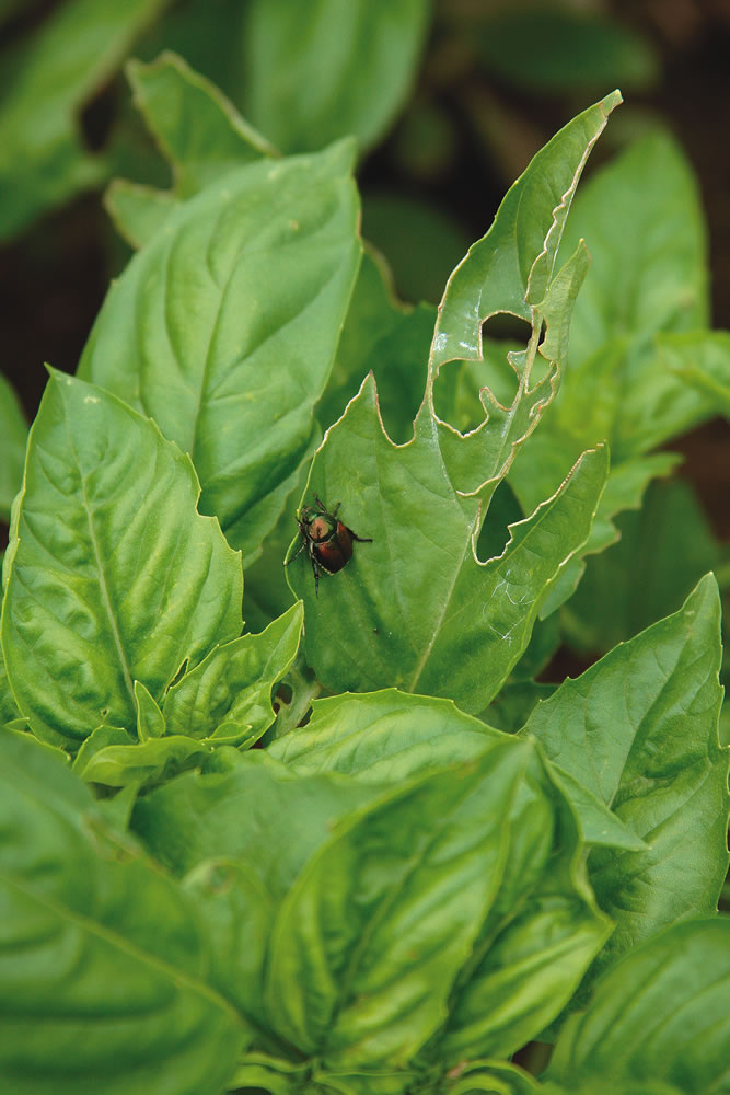 Japanese beetle