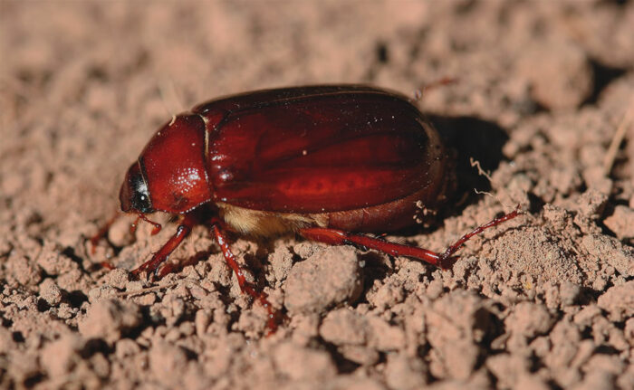 How to Control The Beetles That Damage the Garden - FineGardening