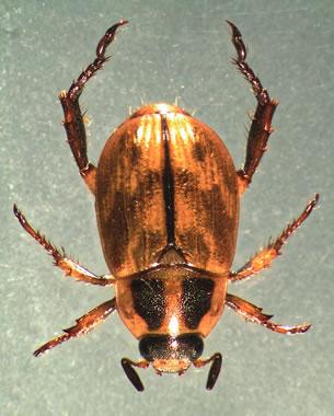 Oriental beetle