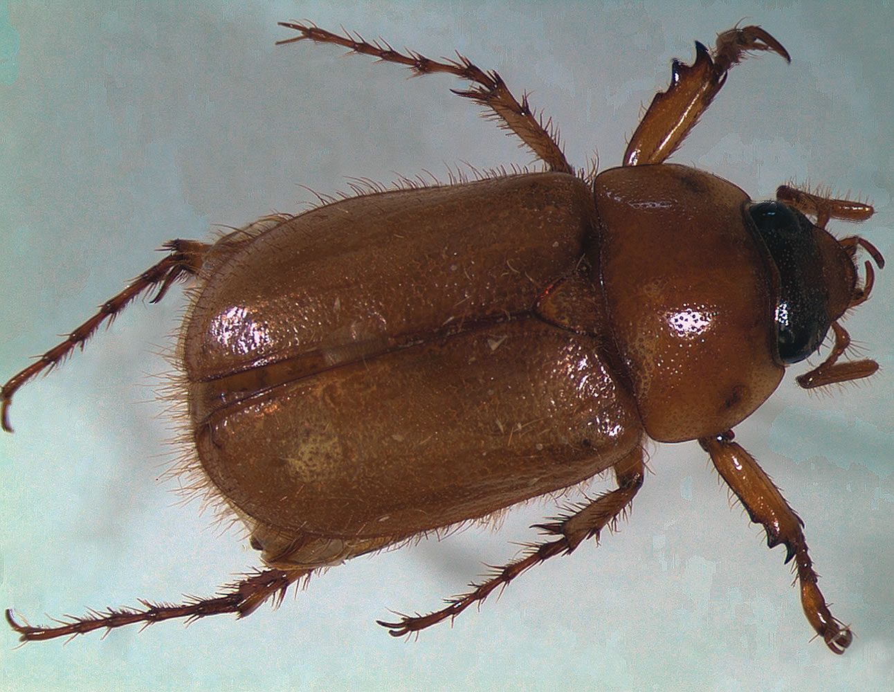 Northern masked chafer