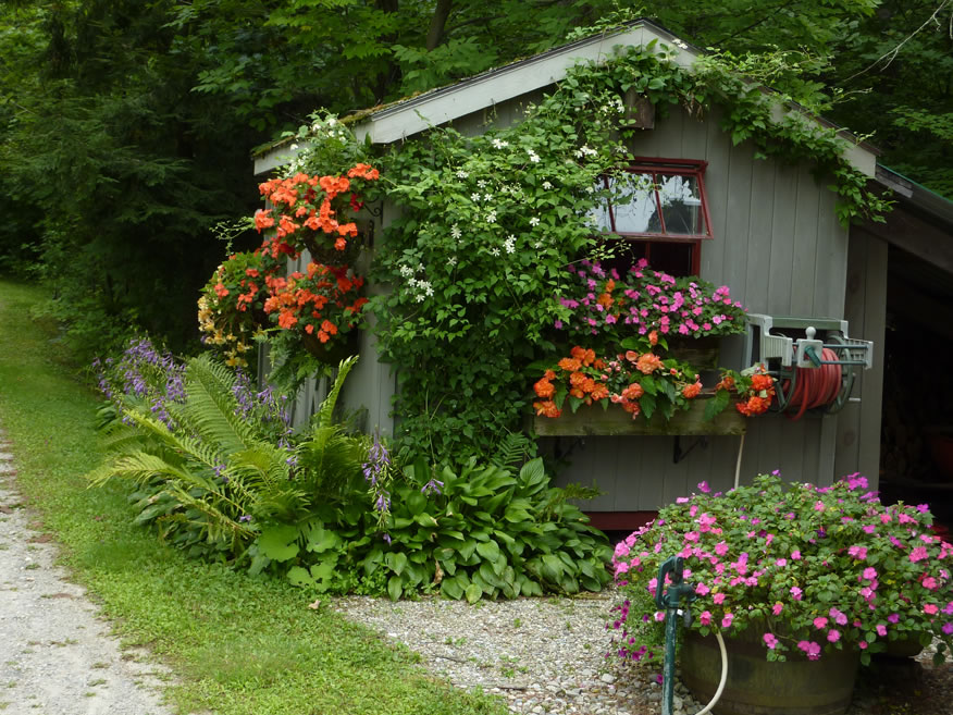 Climbing hydrangea vine has overtaken this tool shed