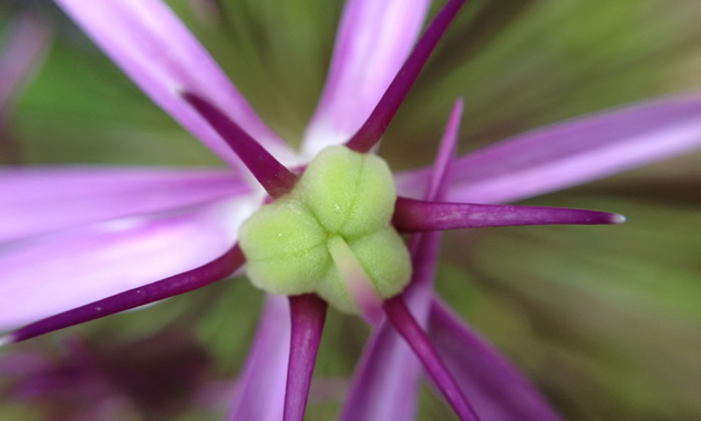 Alliums center of flower