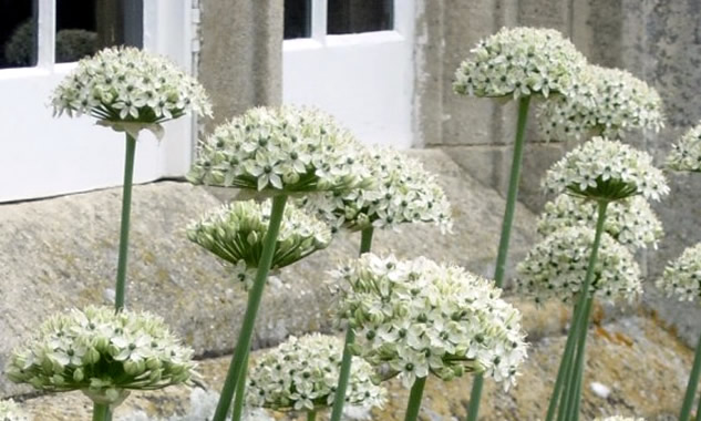 Allium nigrum