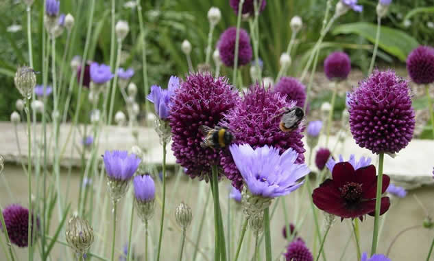 Allium christophii