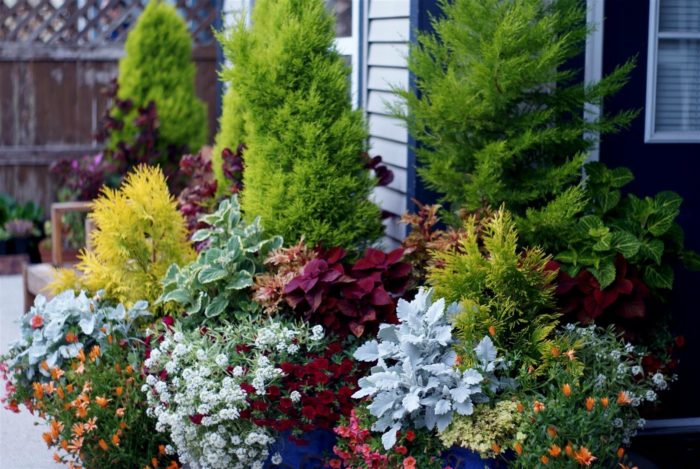 A Rain Garden Revisited - The Nature Trust of British Columbia