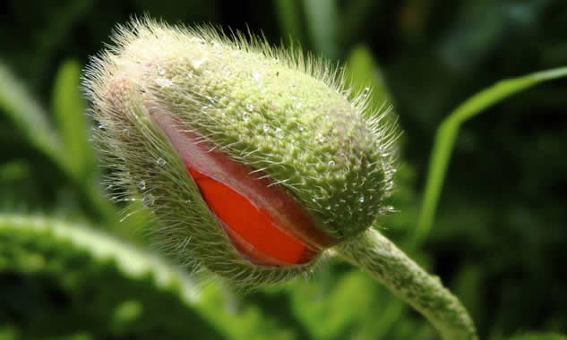 The Oriental poppy