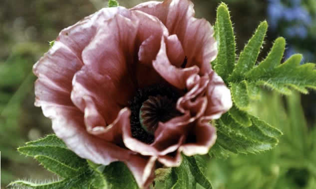 poppy surrounded by foliage 