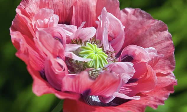 Hybrid poppy