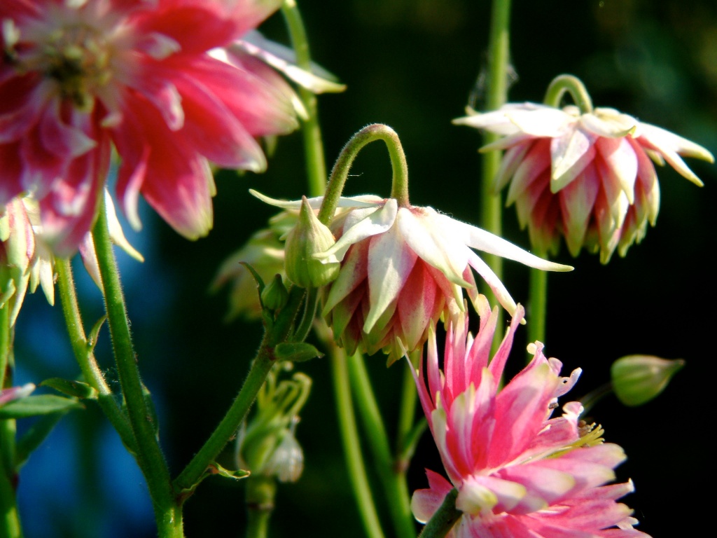 Aquilegia Nora Barlow