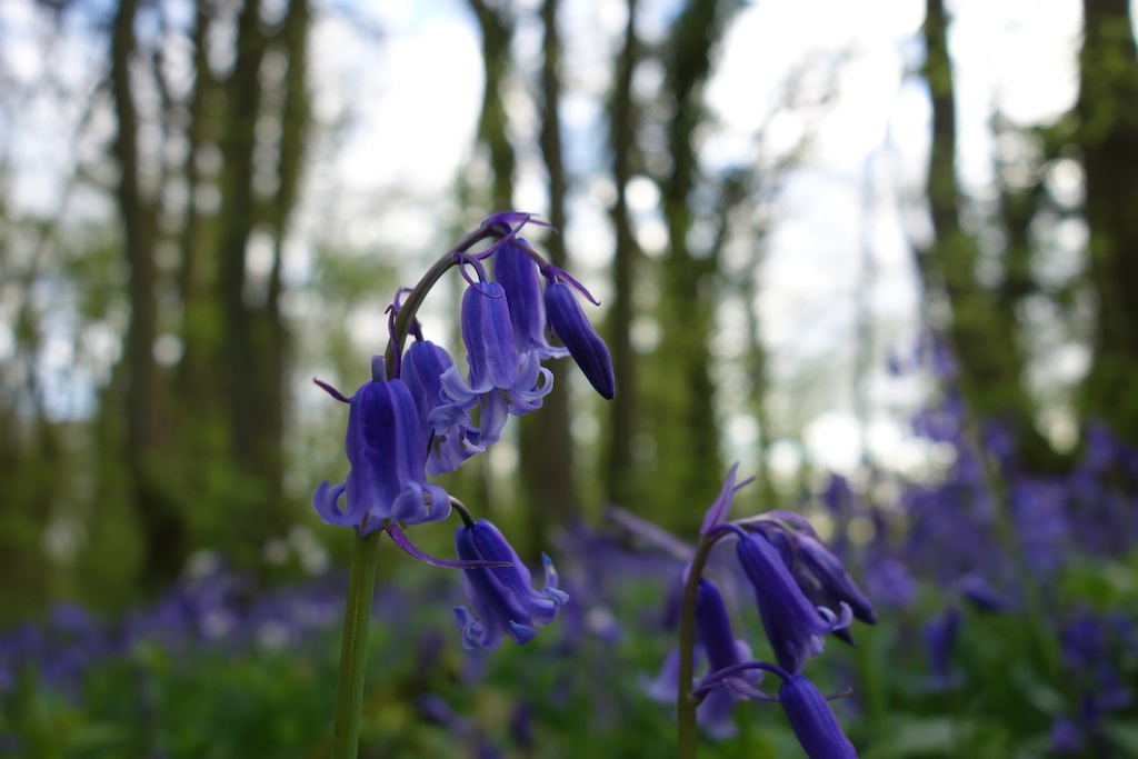 english bluebell