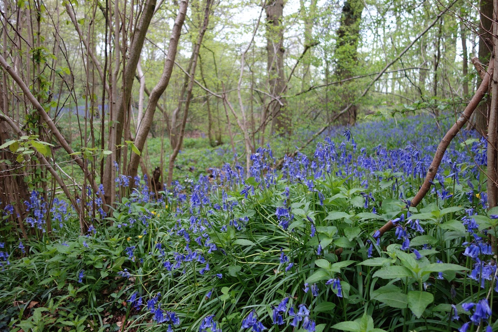 the english bluebell in the wild