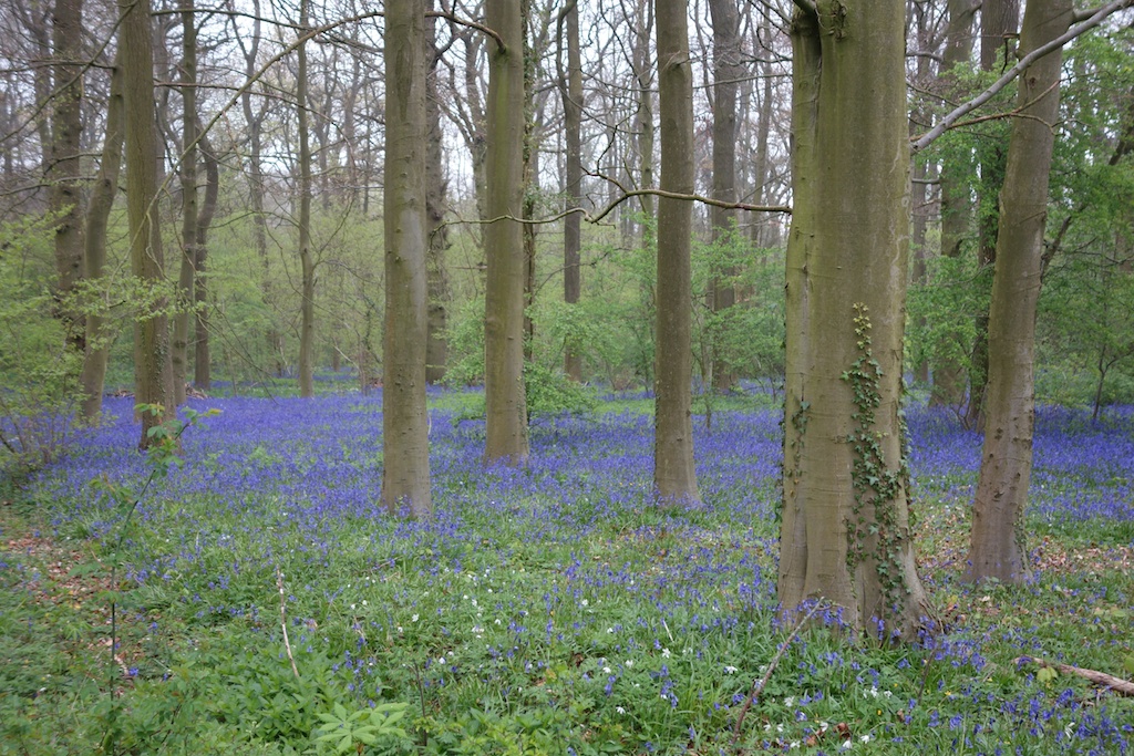 Why we should grow native bluebells