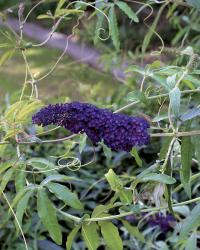 butterfly bush