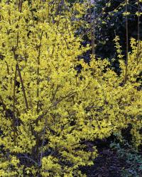 Forsythia