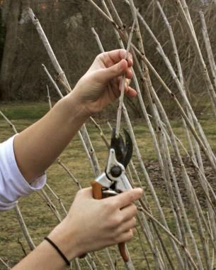 taking cuttings of the shrub in the dormant season