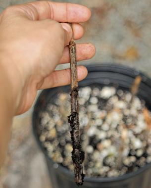 hand holding cutting rotted from too much watering