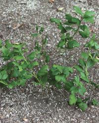 sprouting rooted cuttings in the ground