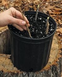 placing cutting in a pot