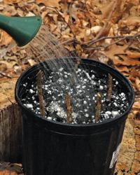 watering the cuttings in the pot