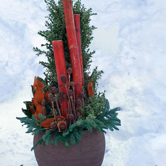 It's Never Too Cold for Containers - Fine Gardening