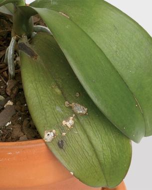 close up of orchid leaves with burned spots