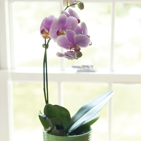 Orchid in a pot