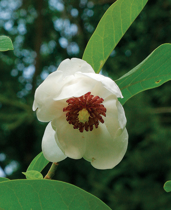 Oyama magnolia