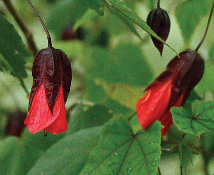 Flowering maple