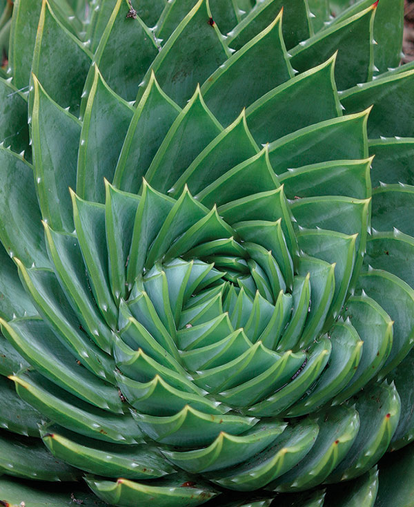 Spiral aloe