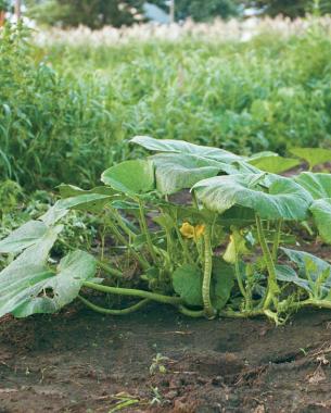 A bush squash plant is compact enough to fit in a washtub.