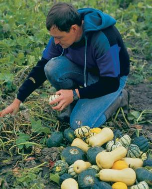 man picking squash