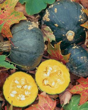 'Emerald Bush Buttercup' has a rich taste squash lovers will appreciate