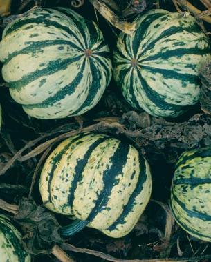 'Sweet Dumpling' fruits are the perfect size for a single serving.