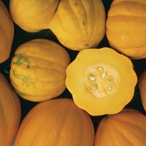 winter squash identification chart