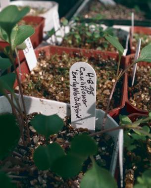 Label pots, noting plant type and date of sowing so you'll know when to plant.