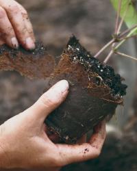 Peel away as much of the peat pot as possible.