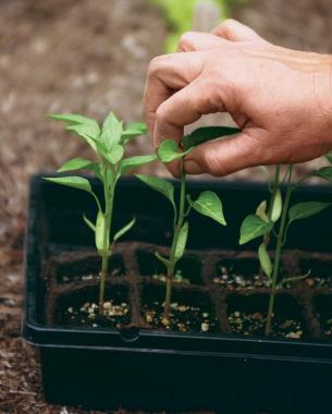 Pinch back seedlings to promote bushy, many-branched plants.