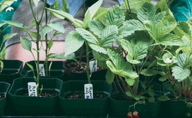 seedling plants