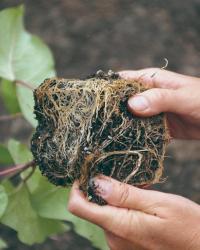 Carefully loosen roots if they've become pot-bound.