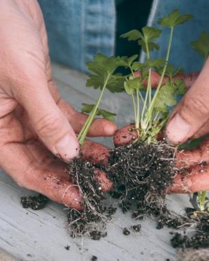 Gently tease apart roots 