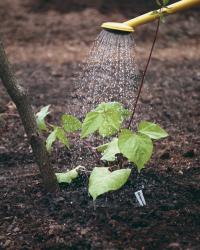 Water seedlings thoroughly once they're in the ground