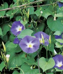 'Heavenly Blue' morning glory (Ipomoea tricolor 'Heavenly Blue')