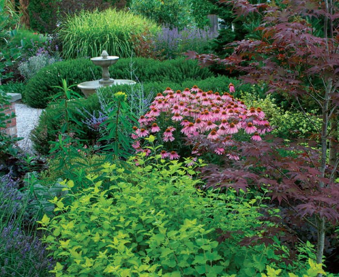 Image of Coneflower tiny wine ninebark companion plants