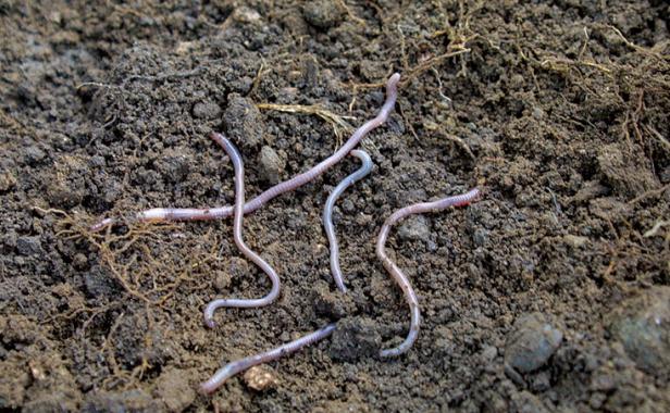 Worms in soil