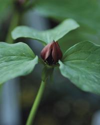 Prairie trillium transplants easily and forms new stems quickly.