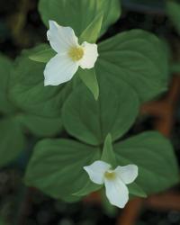 Great white trillium produces showy blooms that age to pink.